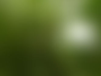 CULTIVO DE LAS HIGUERAS EN EL GOLFO por DONACIO CEJAS PADRÓN