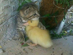 EL JUACLO, SÁBADO 6 DE JULIO