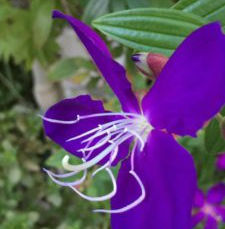 DE LO FANTASMAGÓRICO DEL SUBCONSCIENTE, por María Elena Moreno.