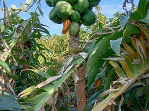 LA AGRICULTURA EN FRONTERA