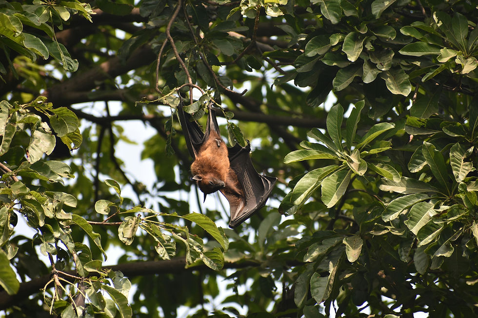 freeBatPhoto.jpg