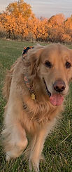 duke