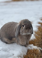 bunny