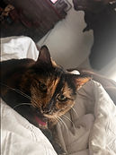 image8.jpeg