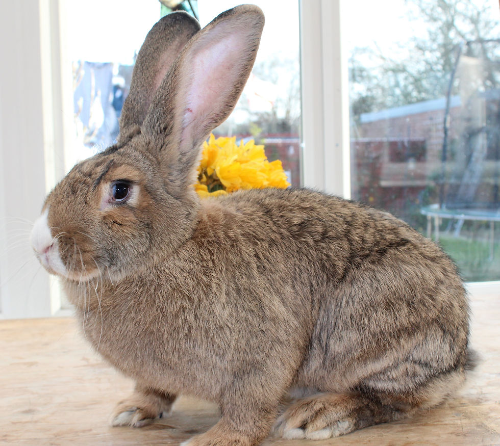 Connental Giant Rabbits, colour's used and produced.