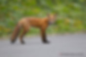 La Création du Monde vue par le Renard