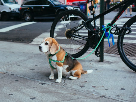 Condomínio Pet Friendly: Dicas para uma Convivência Harmoniosa entre Pets e Moradores nas Áreas Comuns!