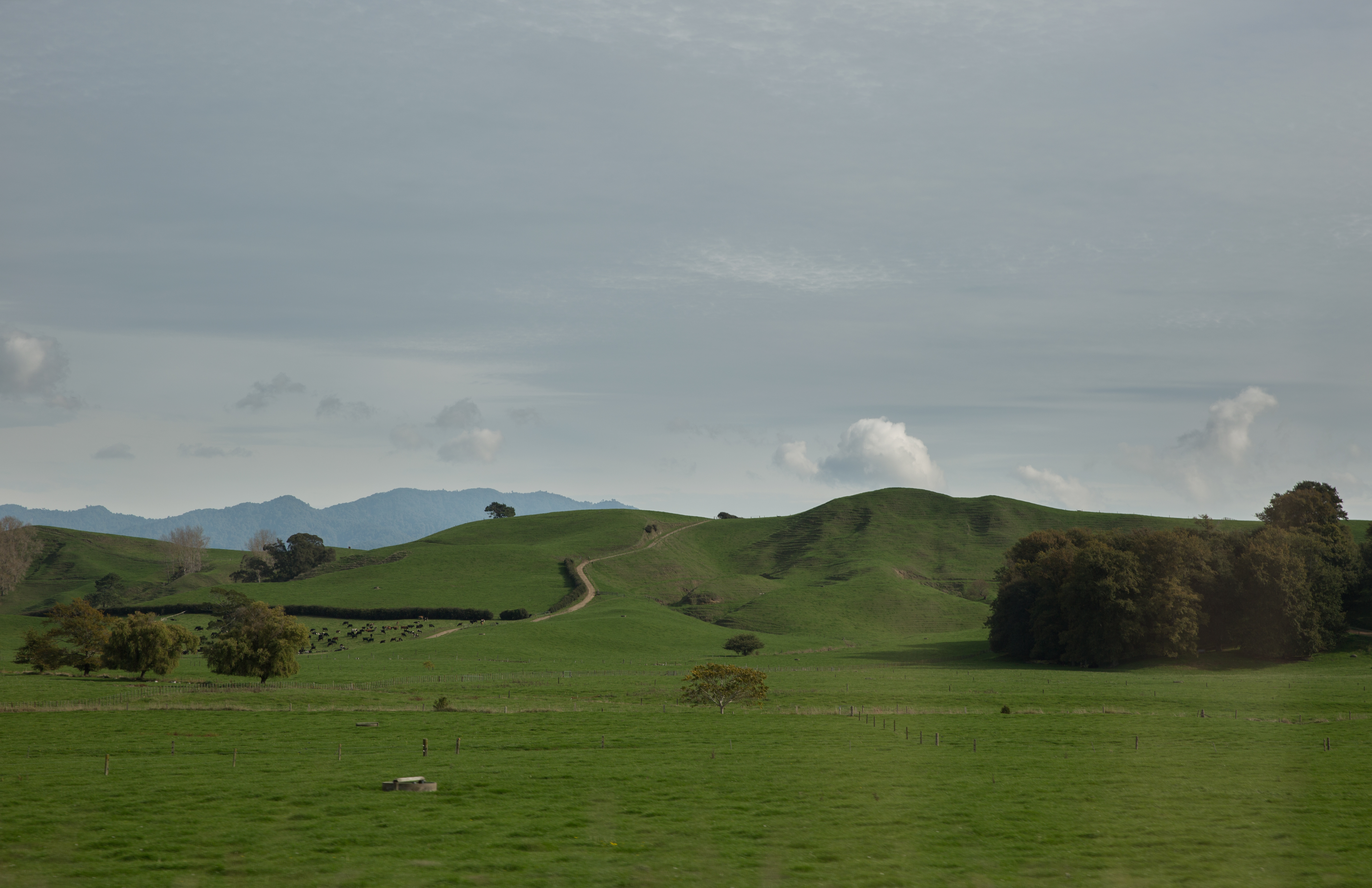 WAIKATO