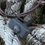 Thumbnail: Thors Hammer (Necklace)