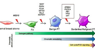 Finding clues to fibroepithelial tumours using next generation sequencing
