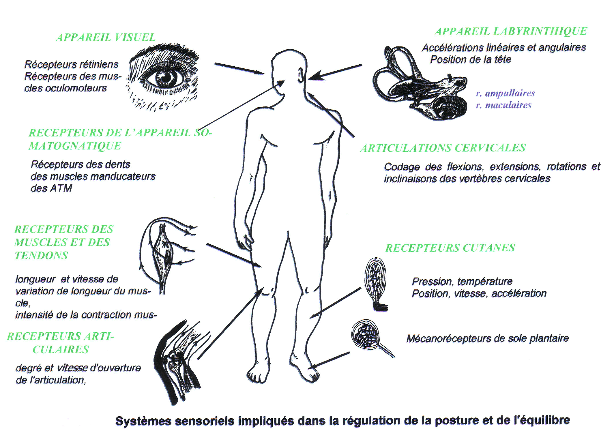 Système postural