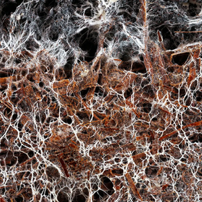 Mycorrhizal fungi in tropical rainforests