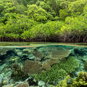 A thriving coral reef in clear water, showing the positive impact of reforested landscapes on coastal ecosystems in places like Bali.