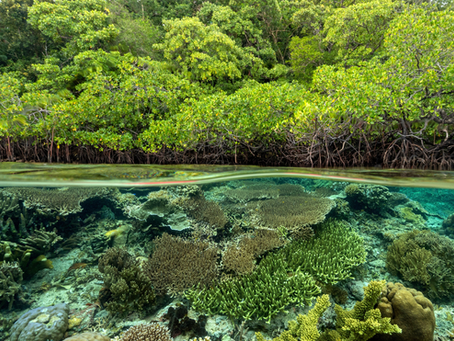 A thriving coral reef in clear water, showing the positive impact of reforested landscapes on coastal ecosystems in places like Bali.