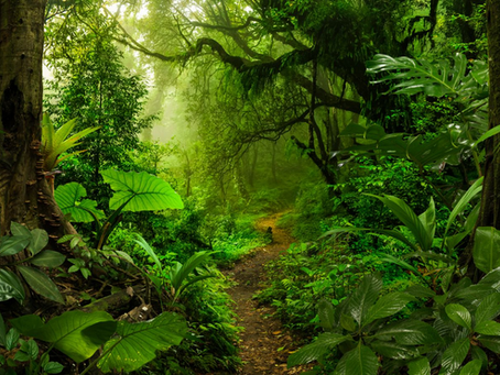 Bali rainforest atmosphere