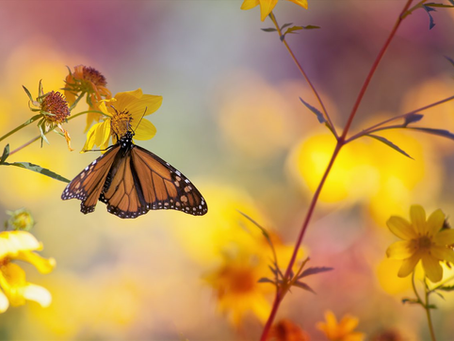 Butterfly on a wildflower, illustrating the role of pollinators in biodiversity and forest recovery.