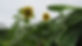 IMG_2163 - Copy.JPG