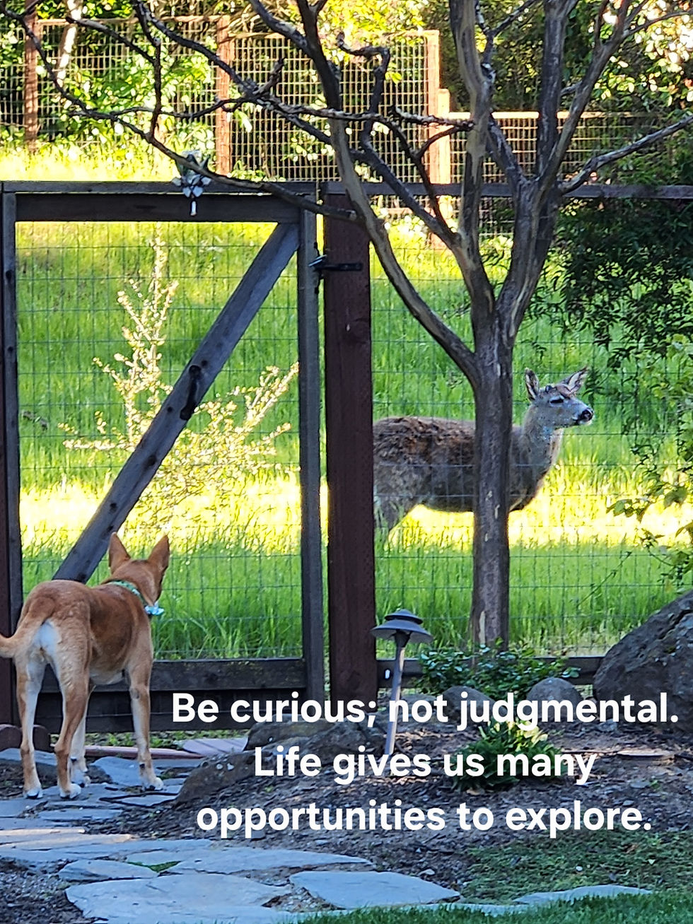 Dog staring curiously at a deer