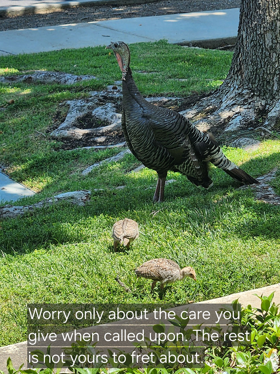 Mother turkey with her babies