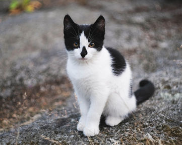Balia Pelosetti - Cat sitter Lecco e provincia - Cure del gatto, pulizia della lettiera