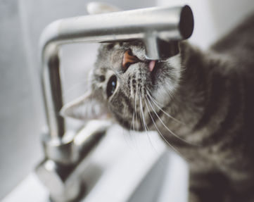 Balia Pelosetti - Cat sitter Lecco e provincia - Cure del gatto, pulizia della lettiera