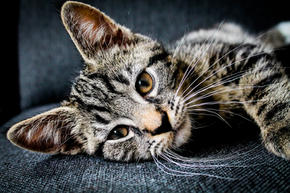 Adorable tabby kitten resting on dark fabric