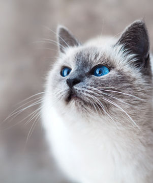 Balia Pelosetti - Cat sitter Lecco e provincia - Cure del gatto, pulizia della lettiera