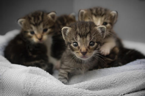 Adorable tabby kittens snuggled together