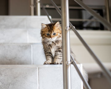 Balia Pelosetti - Cat sitter Lecco e provincia - Cure del gatto, pulizia della lettiera