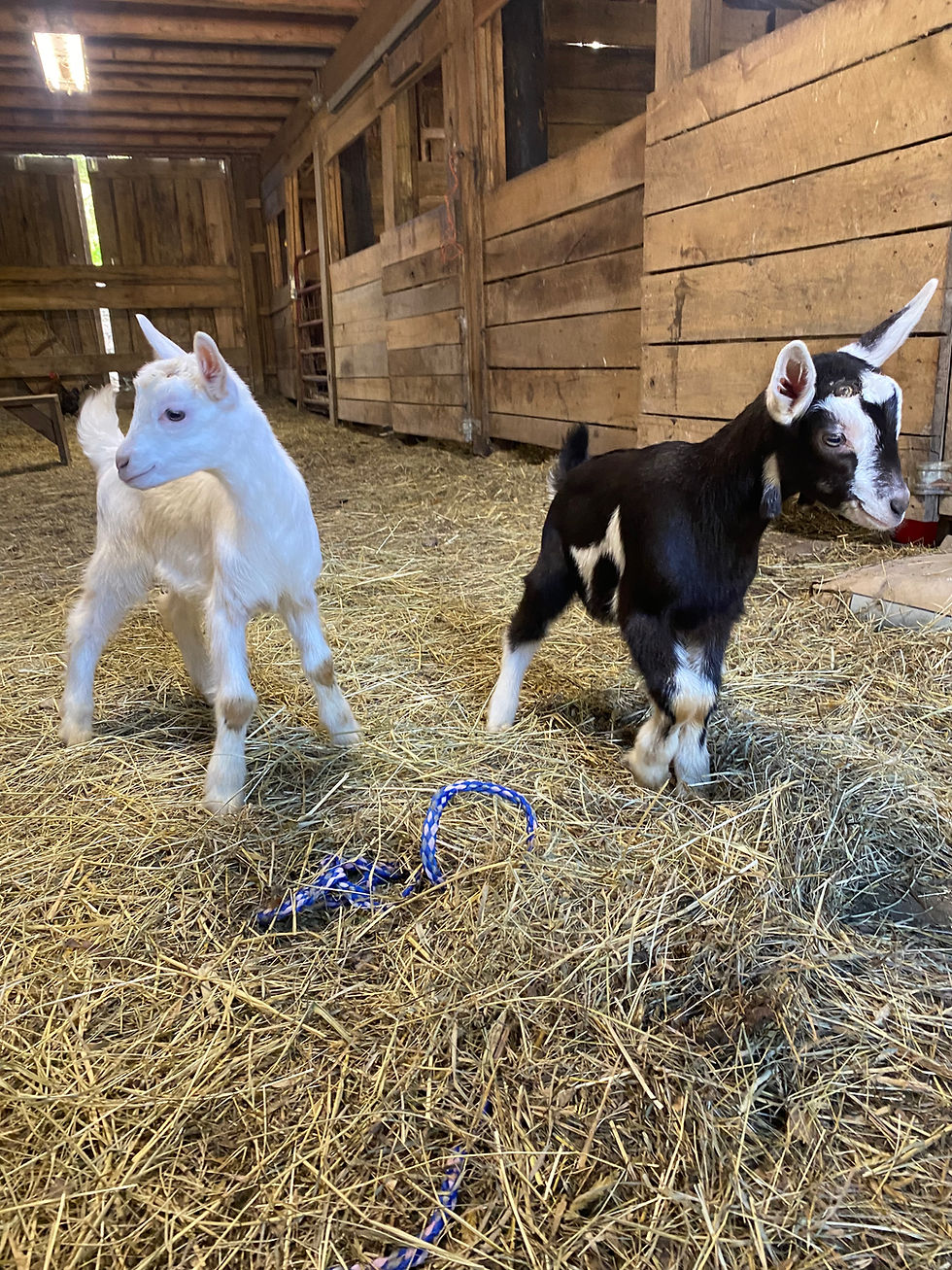 Baby Goat Bottle Feeding