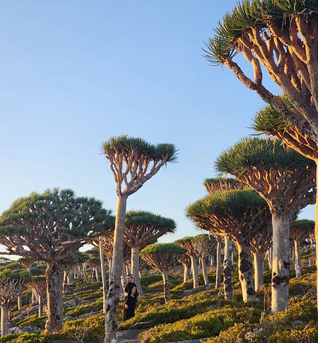 Firmihin drakenbloedboom