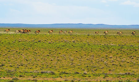 Kalamaili Natuurreservaat