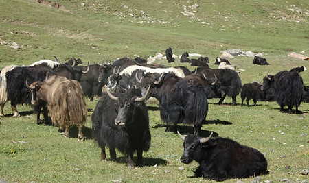 Yaks onderweg in Kirgizie