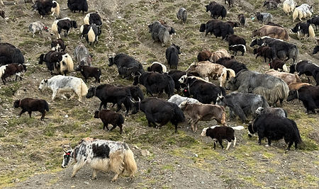 Yaks onderweg