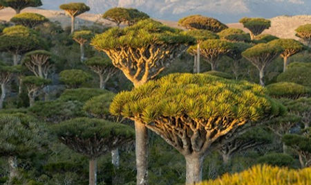 Socotra