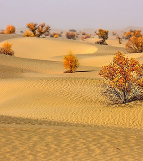 Taklamakan Woestijn