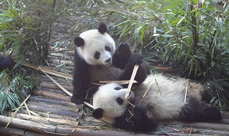 Panda's in opvangcentrum Chengdu