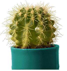 Cactus