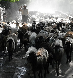 Even wachten op een kudde