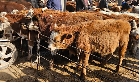 Veemarkt op zondag bij Kashgar