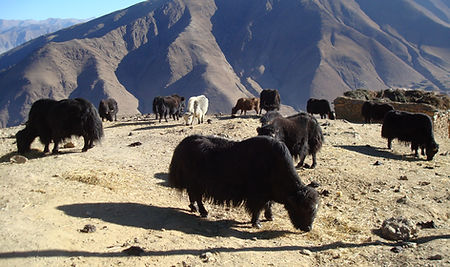 Yaks onderweg