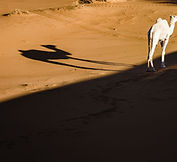 Sahara kameel