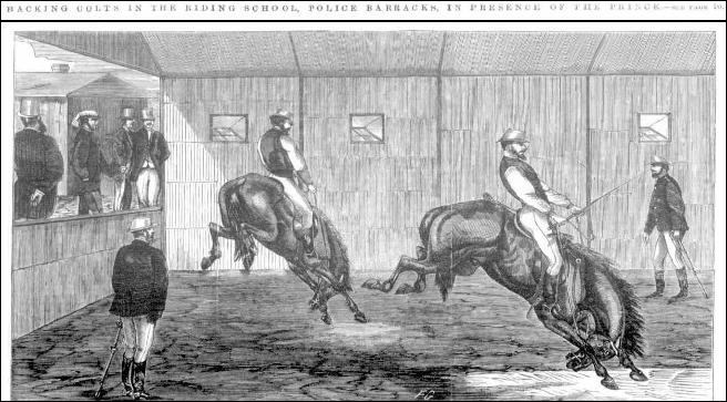 A-Website-1868-Riding-Colts.gif
