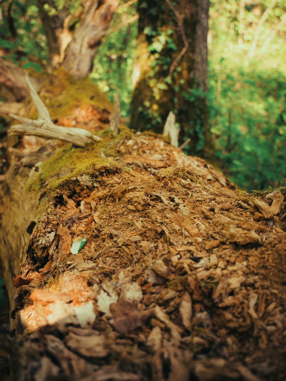 Soul Forest photo shoot 2