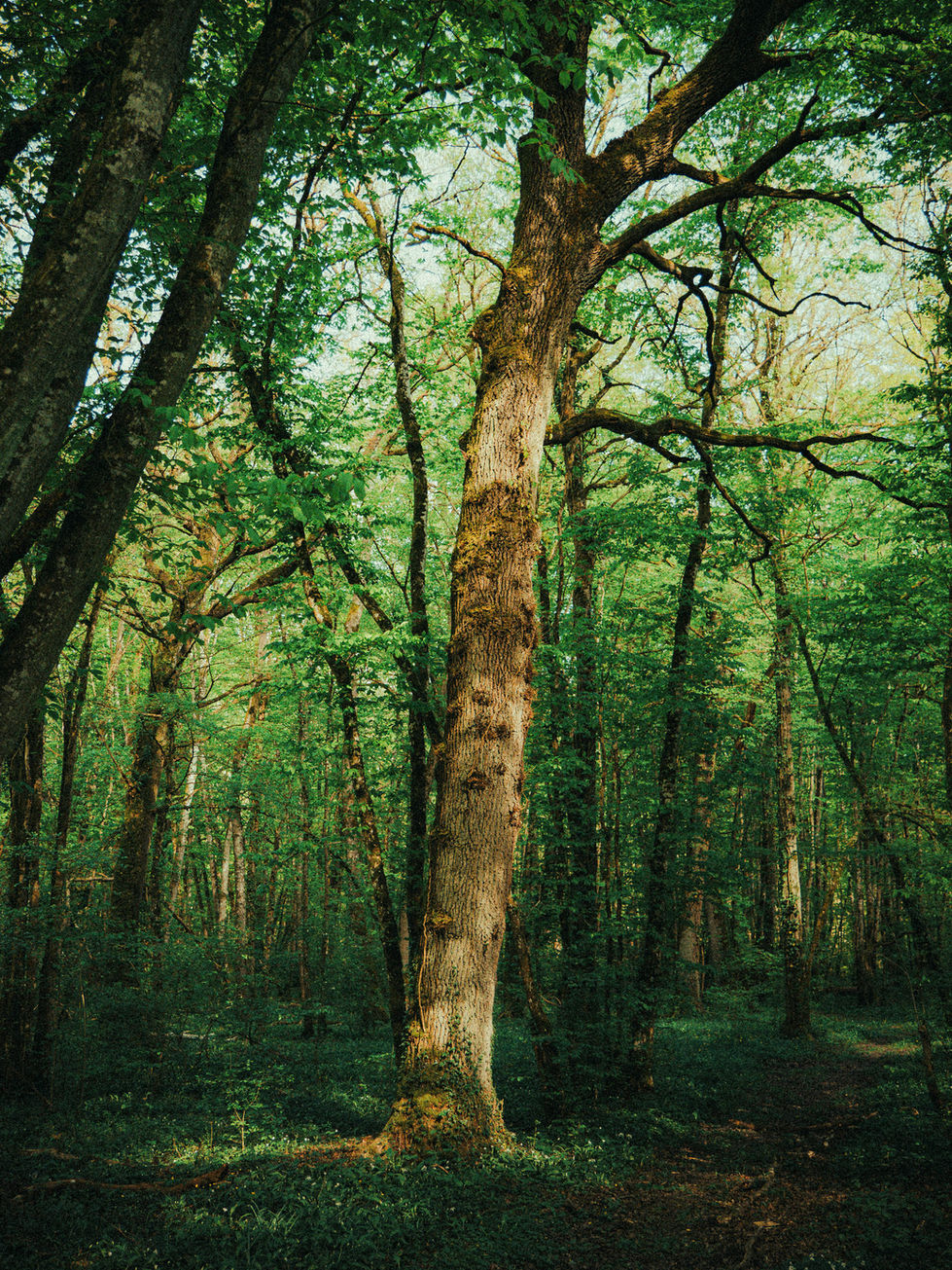 Soul Forest photo shoot 1