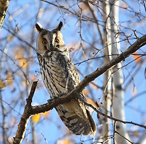 63f61dd4bfed3_hibou-moyen-duc-jean-francois-carrias.jpg