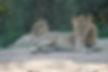 Two lions resting on a dirt path in the shade of trees. One lion is lying down facing forward with a calm but alert expression, while the other lies behind it, looking to the side. Dense greenery and trees are visible in the background. Kruger National Park, South Africa | Enchanted Wanderings