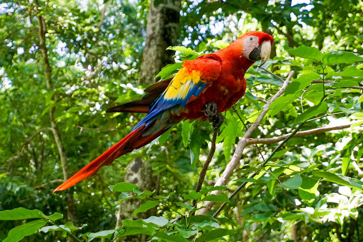 Vibrant scarlet macaw with red, yellow, and blue plumage perched on a tree branch in a lush forest canopy.