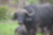 A Cape buffalo stands alert in a grassy, green savanna landscape with dense foliage in the background. Its thick, curved horns and dark, muscular body are clearly visible, while another buffalo rests on the ground behind it. Kruger National Park, South Africa | Enchanted Wanderings
