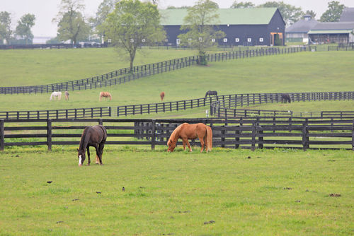 Several horses of different colors, including bay and chestnut, graze peacefully in rolling green pastures. The fields are divided by signature black wooden fences, with a large black barn and other farm buildings visible in the background under an overcast sky.